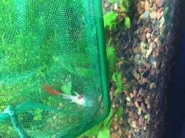 Dead Fish And Sick Fish - Blood In Stomach Of Guppy?