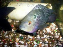 My Gallery of fish + Tanks