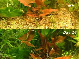 First Planted Tank hand holding required...!