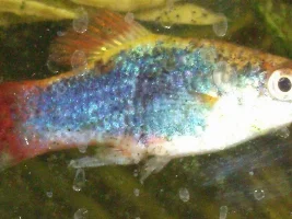 Help To Identify Fish!