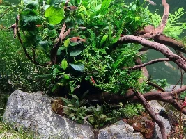 250L Aquascape