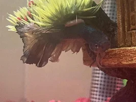 Betta with bent spine