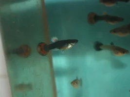 Is this fish golden(Japanese tiger)?