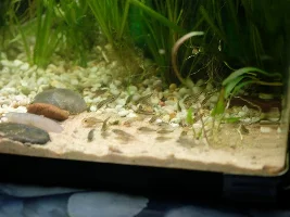 Nothing survives... out of ideas and about to break this tank down