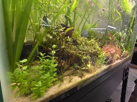 29 gallon for a. Sp D39