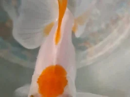 Would you please identify these spots on my fish's head?