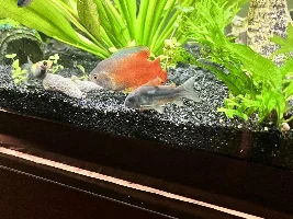 Help! What medicine do I need for my Cory? White spots just arrived yesterday. See pics.
