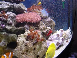 pic's of my marine tank