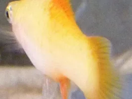 Help! Dying Platy