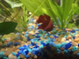 betta fish growth