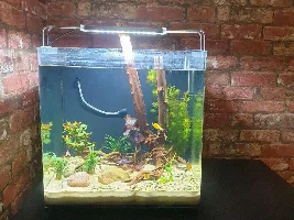 Stupid Algae