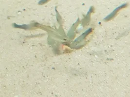 Ohhhh More fry ?