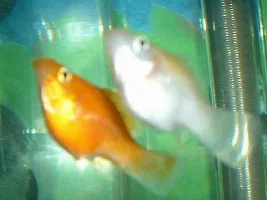 Two Friends Torn Apart