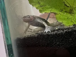 African Dwarf Frog Pink Lump