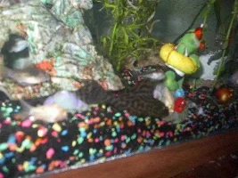 Bottom Feeder's Bar