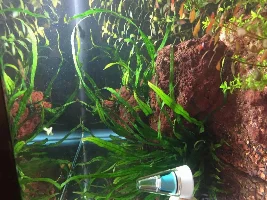 Id For This Java Fern