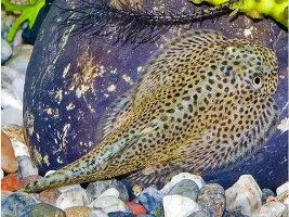 Hillstream loaches... who would have guessed there was so many varieties... ( I added some pictures )