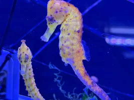 Seahorses I saw from a LFS