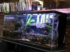 55g Himalayan Foothills Paludarium
