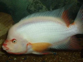 A few more fish