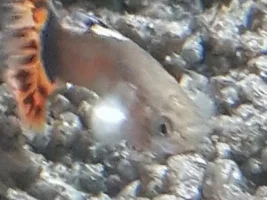 Guppy died last nigh
