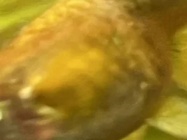 Is my 24 karat gold guppy pregnant?
