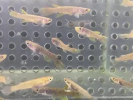 How to explain this color variation in Aphyosemion (elegans group)?
