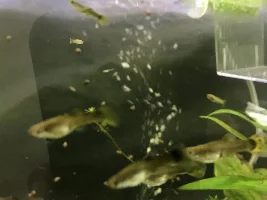 Baby snails yet one parent ????😱