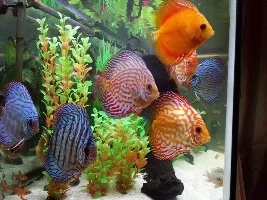 Hello all