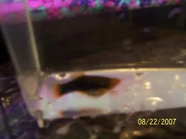 Are These Fish Really Pregnant?
