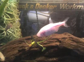 What is your favourite ugly aquarium fish?