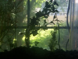 SIP, my big momma shrimp, mother of colonies. Establishing first colony is hard!