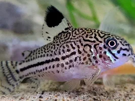 Interested in breeding... seriously this time.