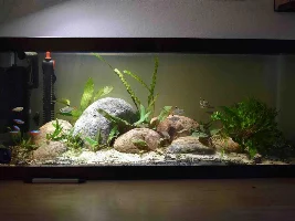 Splash Tetra ID