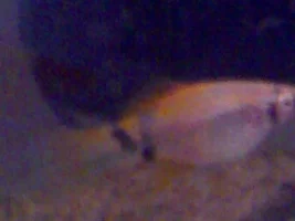 Is My Guppie Pregnent? Need Help