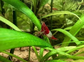 A Walstad Tank...
