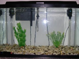 29 Gallon Planted Tank Journal
