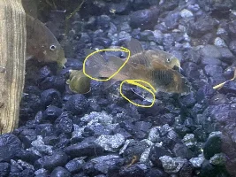 White string hanging off of fish!