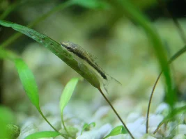 SIP, my big momma shrimp, mother of colonies. Establishing first colony is hard!