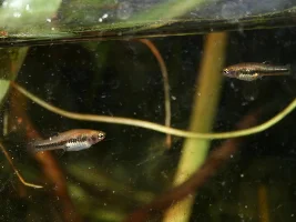 2026 in the big fishroom