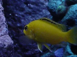 My fish tank