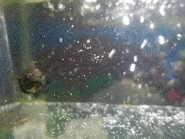 My molly may have gotten hit!