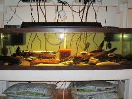 Fine sand, adult Cory’s and small tanks… proving to be a challenge with power filtration