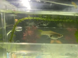Guppy