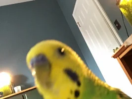 TheTenthDoctor's Bird (s)