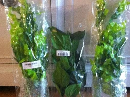 New artificial plants