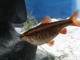 Help! My cherry barb is sick!