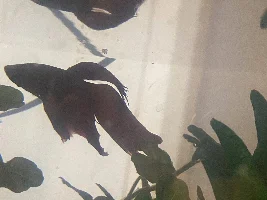 Finrot!!!!! Help!