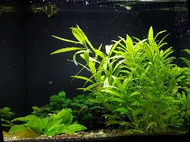 The downside of frogbit