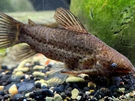 What is your favourite ugly aquarium fish?